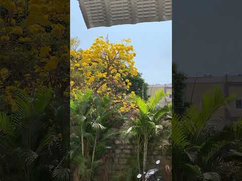 Summer Flower | Ravali S