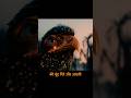 This Phoenix S Story Will Leave You Speechless Movie Recap Hindi Shorts