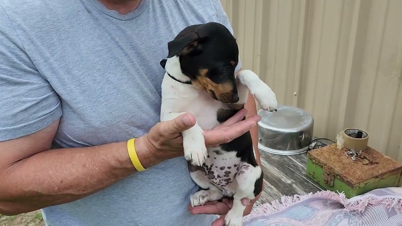 Enlarge Atticus, an adopted Rat Terrier in Bandera, TX video 1/4