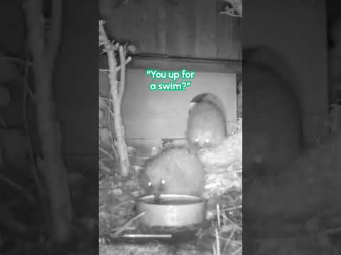 Un hérisson pousse un autre hérisson dans l'eau