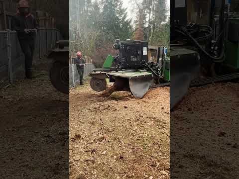 Stump With Massive Sprawling Root System Removed