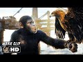 Eagle Hunt Scene | KINGDOM OF THE PLANET OF THE APES (2024) Movie CLIP HD