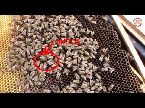 1/3 Criterii evaluare matci - Analizam 3 familii de albine la vagonul scoala - apicultura incepatori