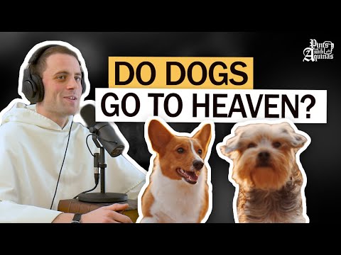 Catholic Theologian on Whether Dogs Go to Heaven W/ Fr. Gregory Pine