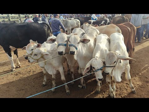 Feira de gado de Capoeiras-PE 4-9-2026