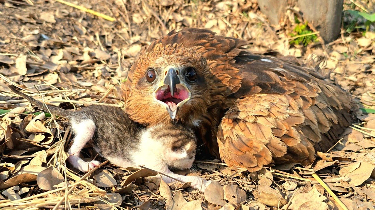 Falcon Adopts a Kitten After Losing Its Own Chicks. You Wouldn't Believe !