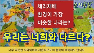 체리재배 선진국들은 어떤 환경이야? 우리나라는 적지일까?