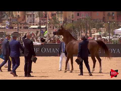 N.142 SUBHI - Menton 2018 - 8 Years Old and Older Stallions (Class 10)