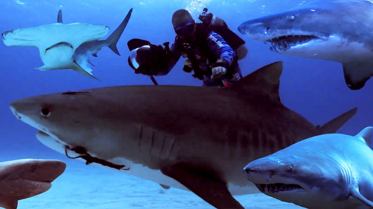 Tubarões: Quem é mais perigoso? [Documentário completo] Lawrence Wahba Pelos Mares do Mundo