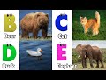 Animals ABC Song Animals Alphabet Song Alphabet Letters Phonics For Kids