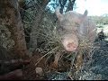 Animals Move To CAPE S New Old Friends Animal Sanctuary