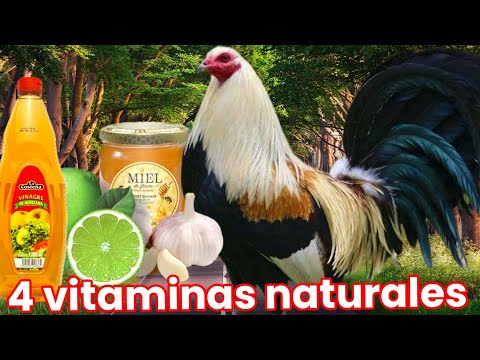 , title : '4 vitaminas naturales para nuestros gallos @elpoderdelpollo2342'