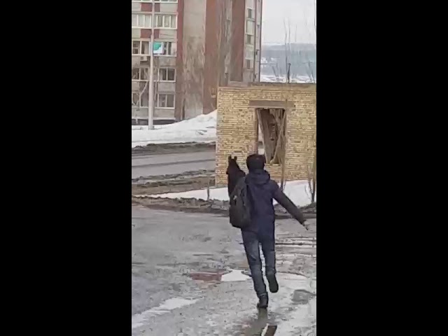 Жительница Башкирии решила отпугнуть лося, швырнув в него своего кота