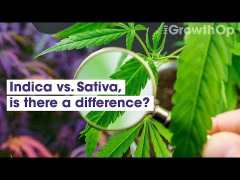Indica vs. Sativa – is there a difference? | Weed Easy