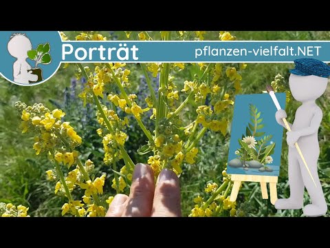 🖼️ Porträt 100 - Mehlige Königskerze (Verbascum lychnitis) - Wildpflanzen-Steckbrief (Essbar)