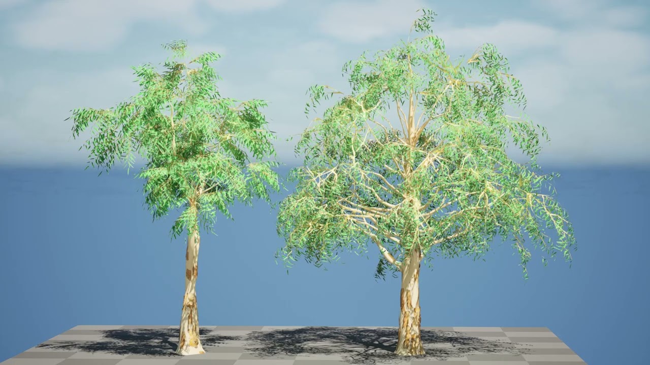 Australian Corymbia Citrodora Tree 3D Model