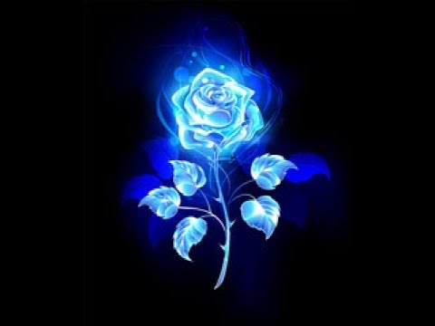 A Blue Rose