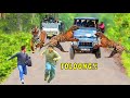 Hampir Dit3rk4m! Detik-detik Harimau Ser4ng Mobil Wisatawan - 5 Momen Menegangkan di Taman Safari