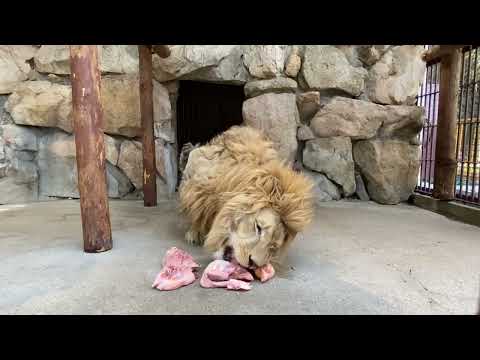【池田動物園公式】ライオンのチャーリーの食餌の様子