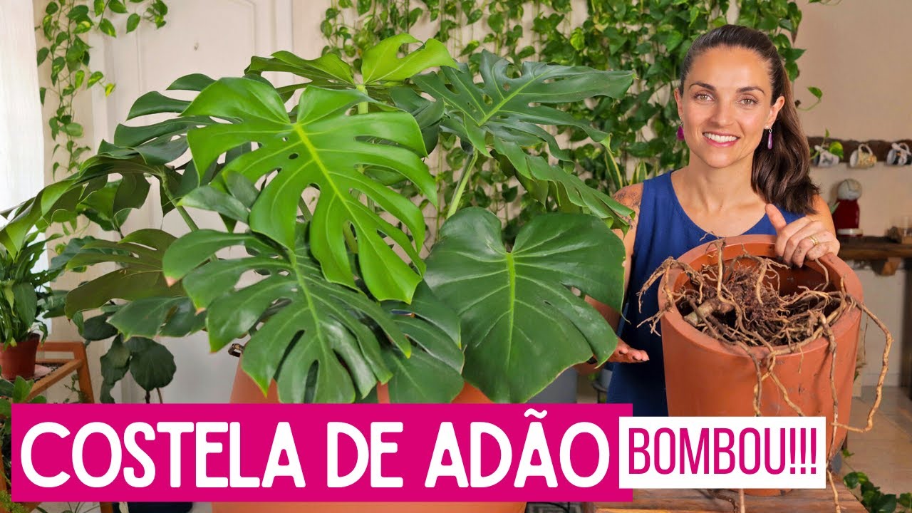 Minha COSTELA DE ADÃO cresceu MUITO!!! VEJA o que EU FIZ