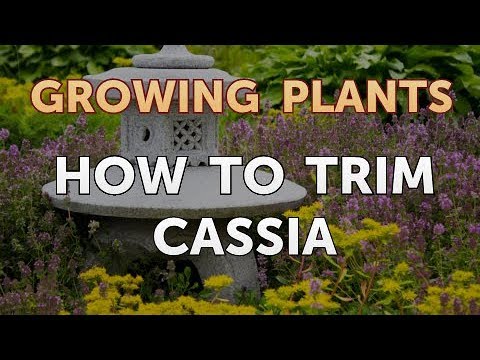 How to Nurse a Dying Ivy Plant Back to Life