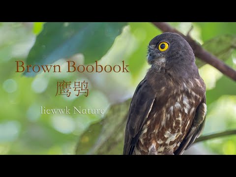 Brown Boobook calling — Ninox scutulata