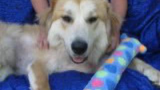 Video preview image #1 Great Pyrenees-Unknown Mix Puppy For Sale in Cuba, NY, USA