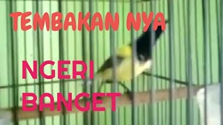 Download lagu SOGON TEMBAKAN PRENJAK||JINAK GACOR ROLL TEMBAK mp3