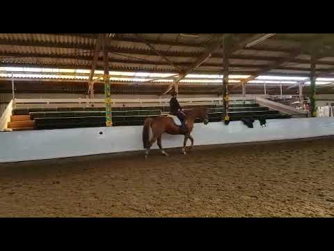 Fuchswallach Dancier x Weltmeyer