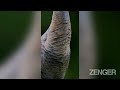 Fowl Tempered Angry Bird Gives Wildlife Photographer The Evil Eye