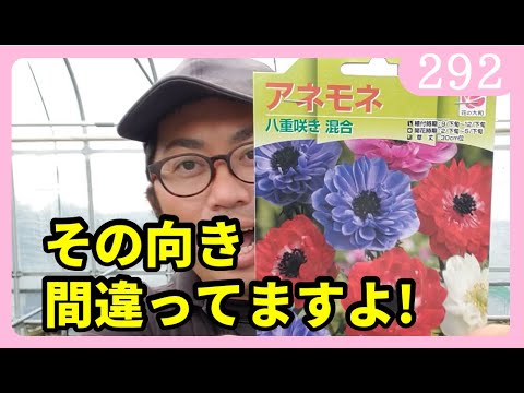 園芸 ウッドアネモネ、アネモネ・シルヴィ