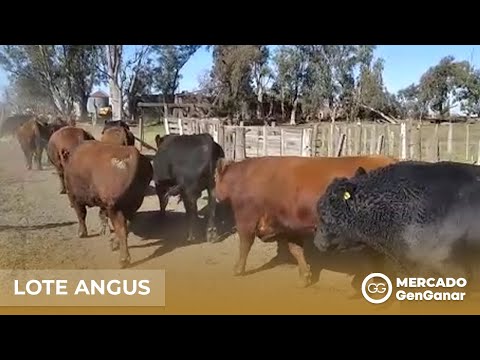 Lote de toros Angus negros y colorados