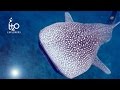 Dhifushi Outside (HD) - South Ari Atoll, Maldives, H2O Explorers, Malediven, Ari Atoll, Walhai, Whaleshark, Dhifushi Outside