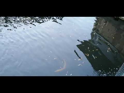 Pastrav frumos la 2 kg la pastravarie in cracaoani