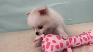 ハーフ犬の動画01