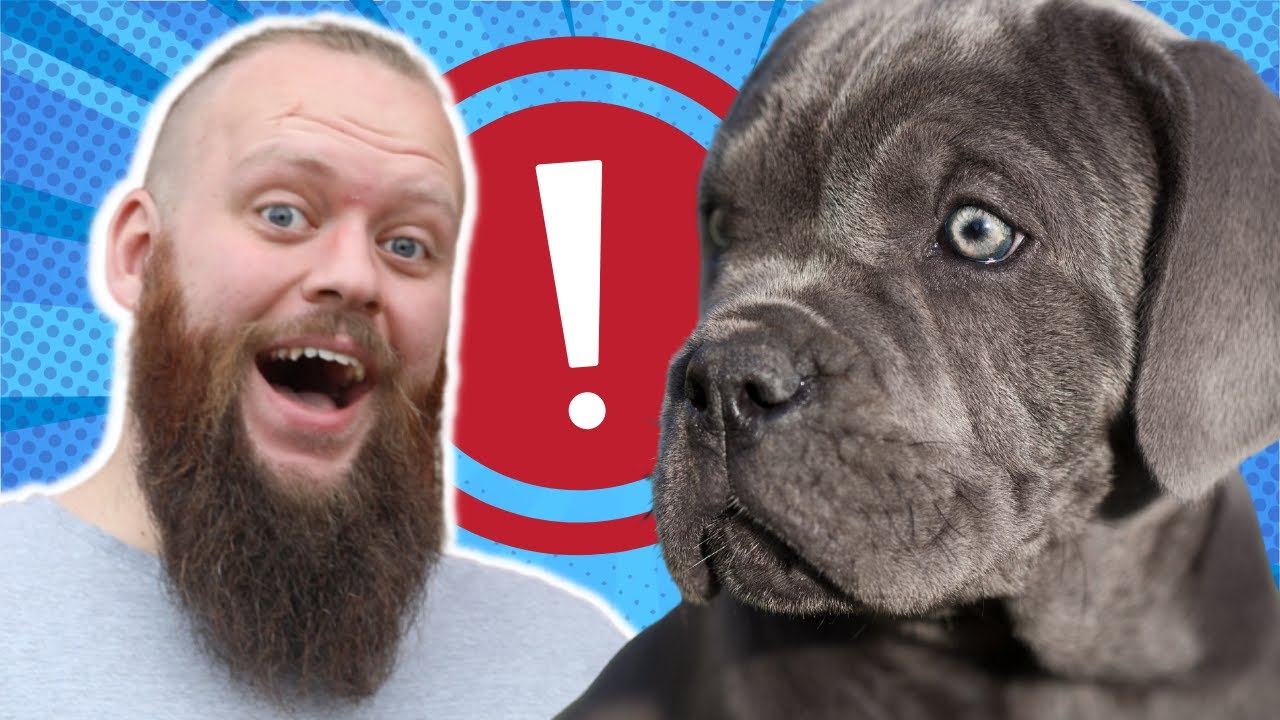 How To Stop Your Cane Corso Puppy Biting