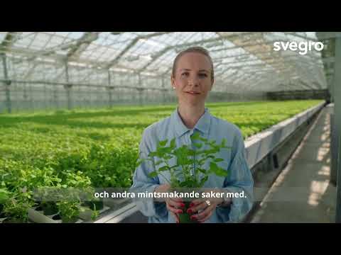 Hej hortonom - Mynta