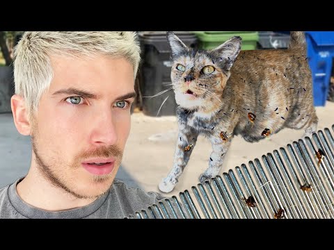 I Trapped & Rescued a Pregnant Cat Off the Street