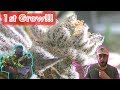 1st Time Cannabis Grower reviewing their First Harvest with GreenBox Grown