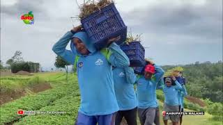 Download lagu L'SIMA'S HARVEST RESULTS PENETRATE THE DIGITAL MARKET mp3