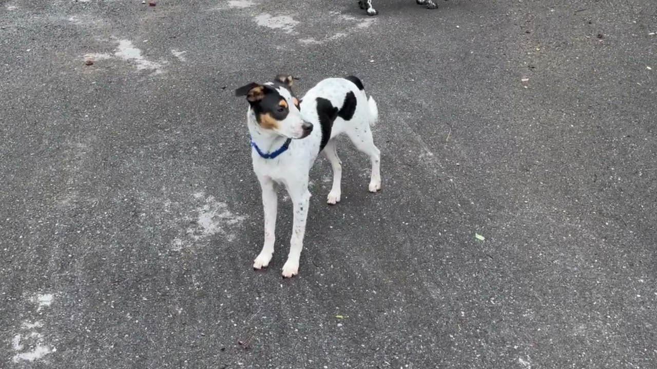 Enlarge Chip - Fee Sponsored, a Adoptable mixed breed in Middletown, VA video 3/6