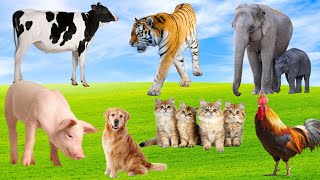 Download Lagu Animal Habitats: Elephant, Tiger, Dog, Chicken, Pig, Cow - Animal Videos Thumbnail