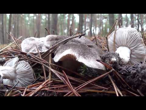 Grzyby późnojesienne  Puszcza Bydgoska  27.11.2016