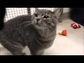 Adopt Caroline The Grey Tabby Caring For Cats No Kill Animal Shelter Minnesota