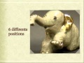 Celadon Elephant Photo Album