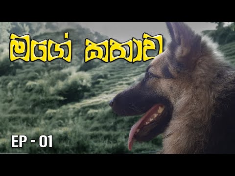 මගේ කතාව 🥰 Ep - 01 #petlover #germanshepherd #funnyvideo #pets #doglover #lexcygirl #comedy #lover