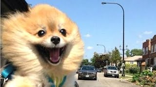 Śmieszne psy - zabawna filmy psa. Kompilacja 2016 | Nowy, HD