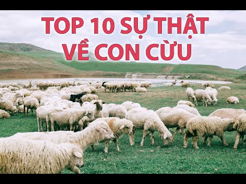 , title : '10 Sự Thật Thú Vị Về Con Cừu | 10 Interesting Facts About Sheep'