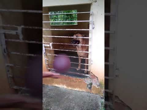 DOG PLAYING WITH BALOON WITH AMMU MY DAUGHTER