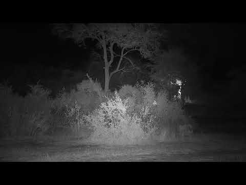 Djuma: Side-striped Jackal, Scrub Hare and lone Hyena - 21:30 -  07/21/19